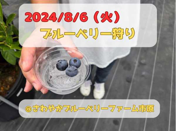 夏の駆け込みブルーベリー狩り！のイメージ画像